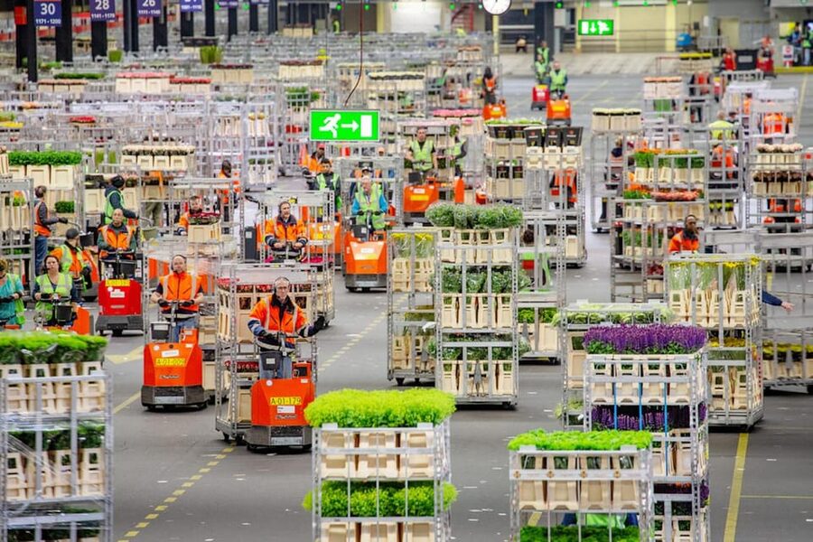 Aalsmeer: Flower Auction Royal Flora Holland Entry Ticket - Aalsmeer’s flower trade is the real attraction