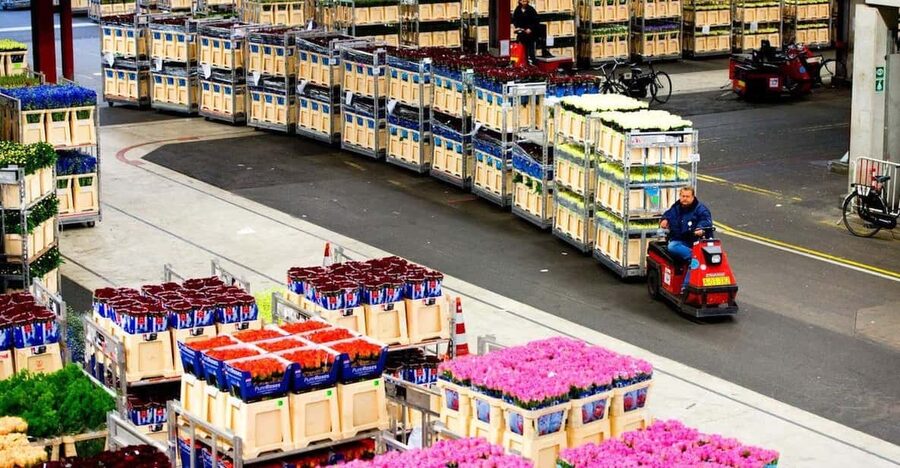 Aalsmeer: Flower Auction Royal Flora Holland Entry Ticket - The sights, scents, and scale
