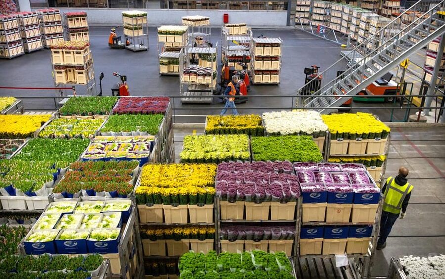 Aalsmeer: Flower Auction Royal Flora Holland Entry Ticket - Is the $14 entry ticket good value?