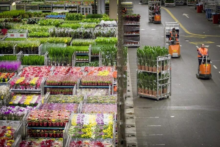 Aalsmeer: Flower Auction Royal Flora Holland Entry Ticket - Practical planning for your visit