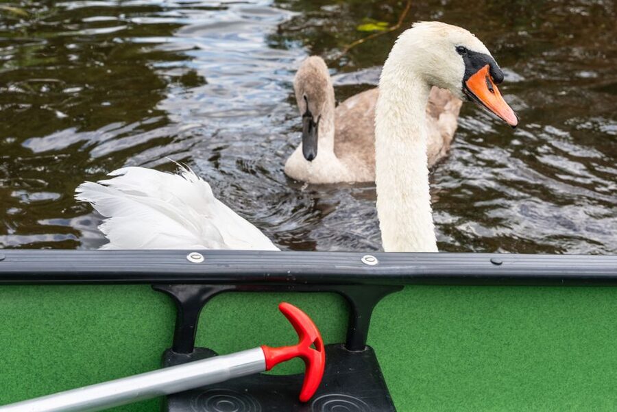 Amsterdam: 2-Hour Guided Canoe Trip - From village canals to Dutch wetlands