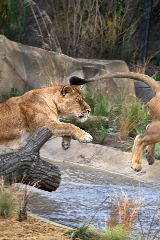 Amsterdam: ARTIS Royal Zoo and ARTIS Groote Museum Ticket - Is the $55 ticket good value?