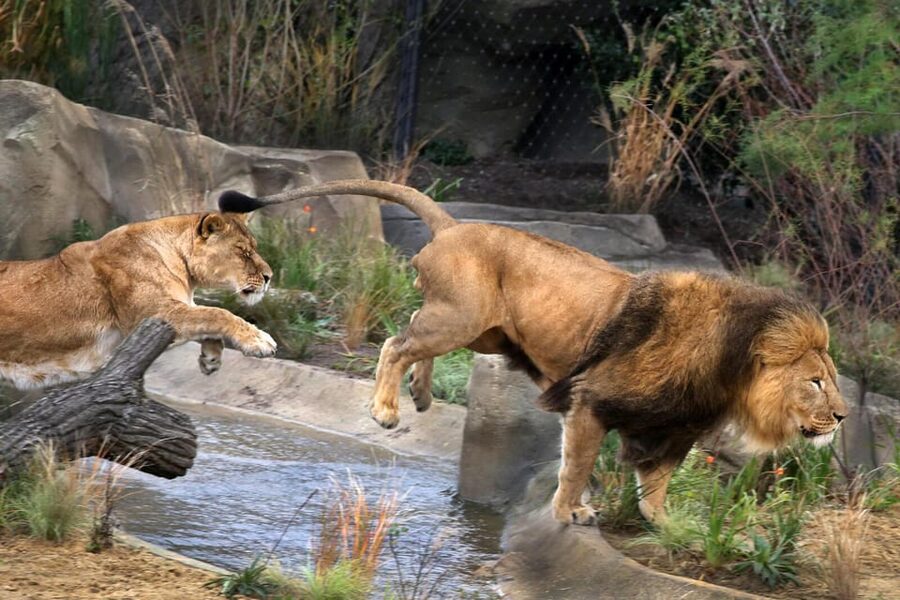 Amsterdam: ARTIS Royal Zoo and ARTIS Groote Museum Ticket - The elephant calves and the Elephant Expedition