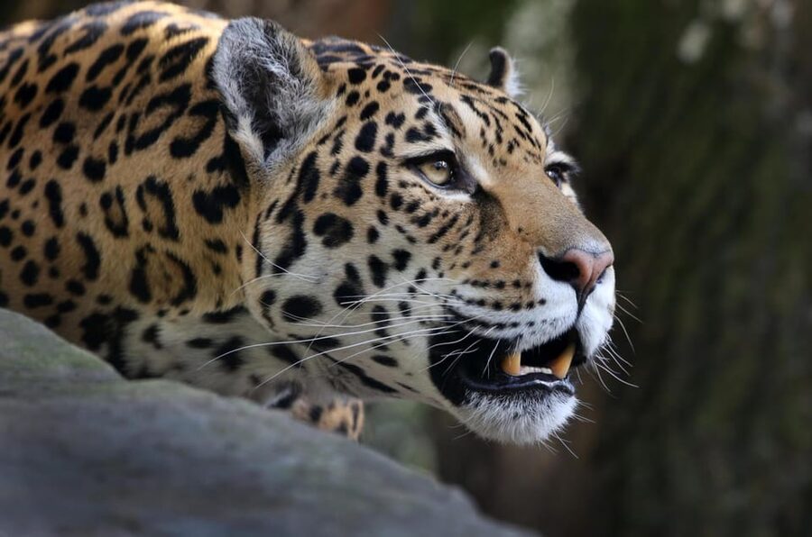 Amsterdam: ARTIS Royal Zoo and ARTIS Groote Museum Ticket - Small-clawed otters and red pandas