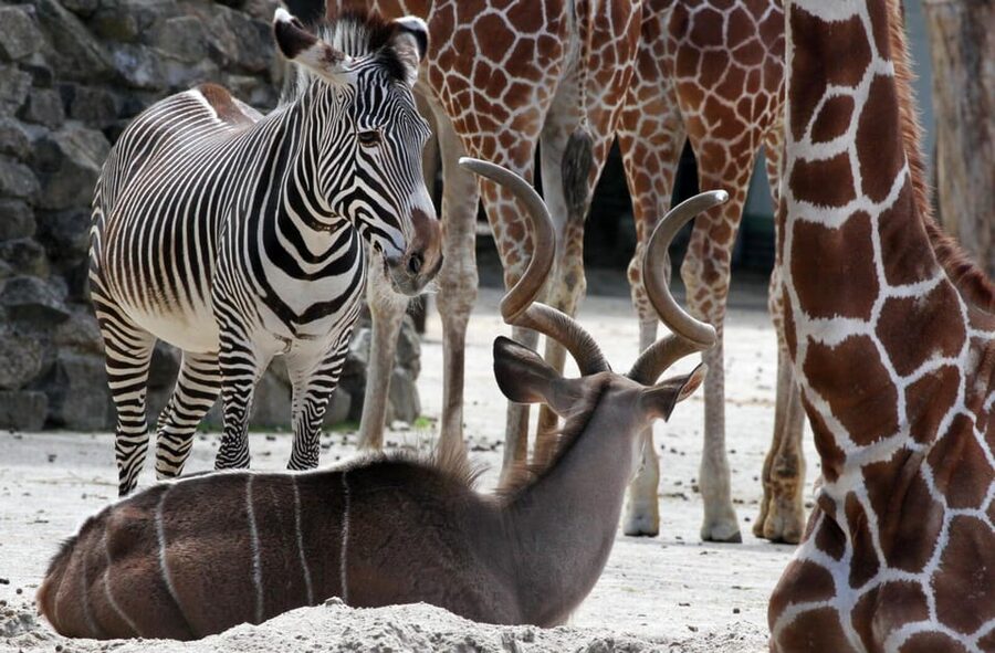 Amsterdam: ARTIS Royal Zoo and ARTIS Groote Museum Ticket - After-hours calm and seasonal activities