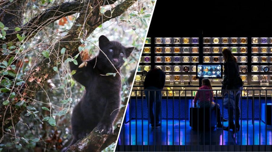 Amsterdam: Artis Royal Zoo & ARTIS-Micropia Combo Ticket - Why ARTIS works well for a city day