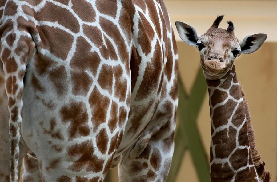 Amsterdam: Artis Royal Zoo & ARTIS-Micropia Combo Ticket - The Planetarium adds a change of pace