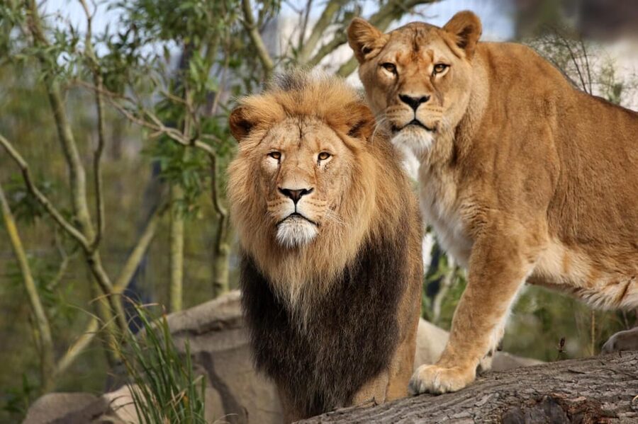 Amsterdam: Artis Royal Zoo & ARTIS-Micropia Combo Ticket - How to plan the zoo and museum together