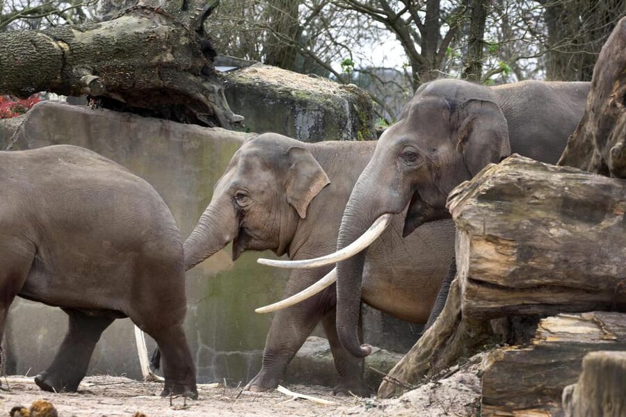 Amsterdam: Artis Royal Zoo & ARTIS-Micropia Combo Ticket - What the $55 price gets you
