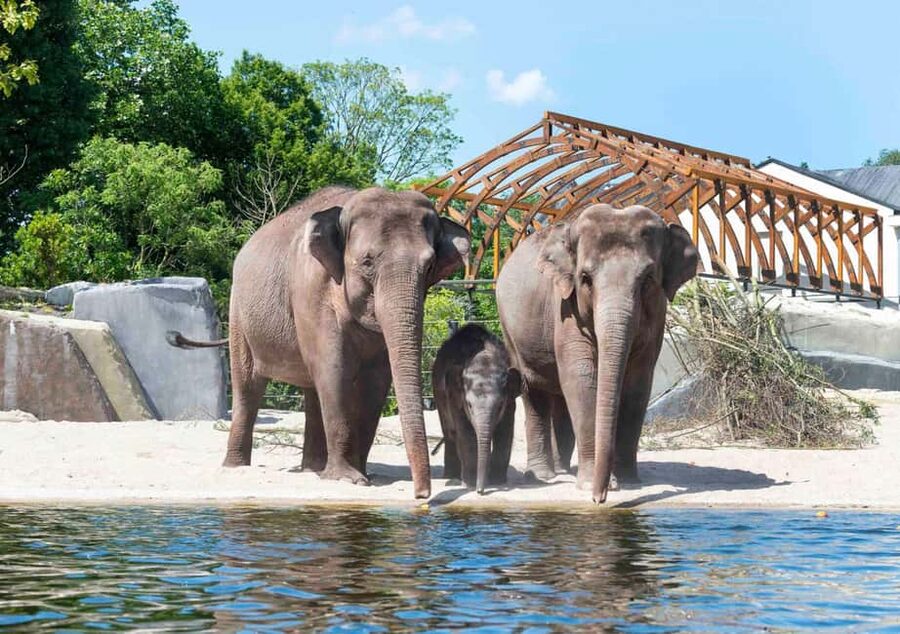 Amsterdam: ARTIS Royal Zoo Entry Ticket - Key points at a glance