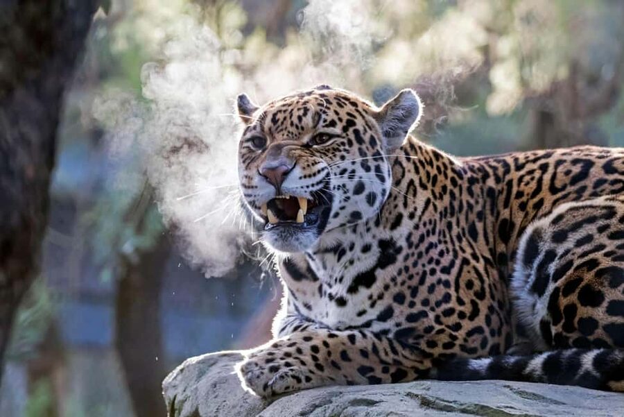 Amsterdam: ARTIS Royal Zoo Entry Ticket - Why ARTIS feels different from a suburban zoo