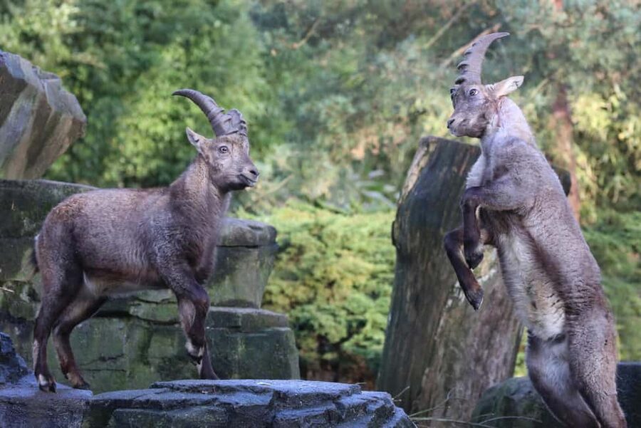 Amsterdam: ARTIS Royal Zoo Entry Ticket - Who will get the most from this ticket