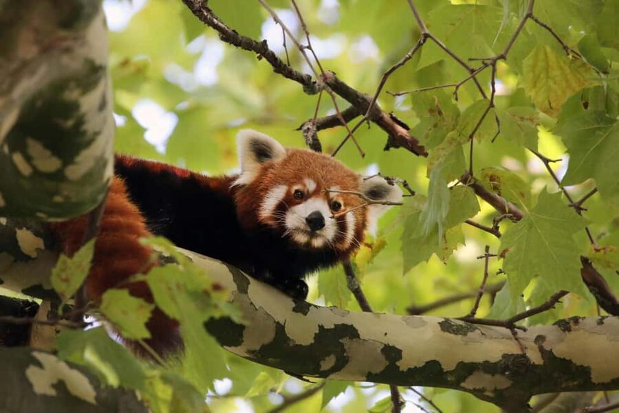 Amsterdam: ARTIS Royal Zoo Entry Ticket - Should you book ARTIS Zoo?