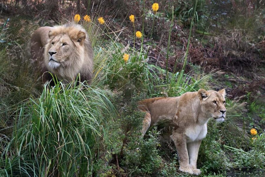 Amsterdam: ARTIS Royal Zoo Entry Ticket - Jaguar cubs, elephants, and the animal route