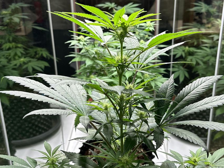 Amsterdam: Cannabis Museum Entry Ticket - The goodie bag and museum shop discount