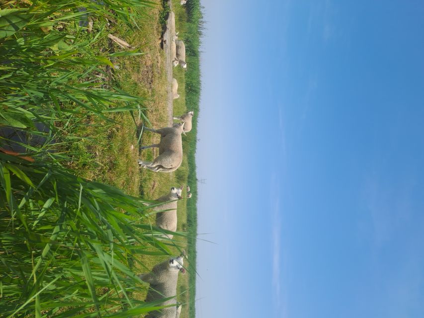 Amsterdam: Countryside Bike and Kayak Guided Tour - Is $84 a fair price?