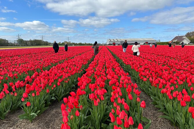 Amsterdam: Day trip to Tulip Farm, Keukenhof + Windmill Cruise - Getting to This is Holland without a hotel pickup