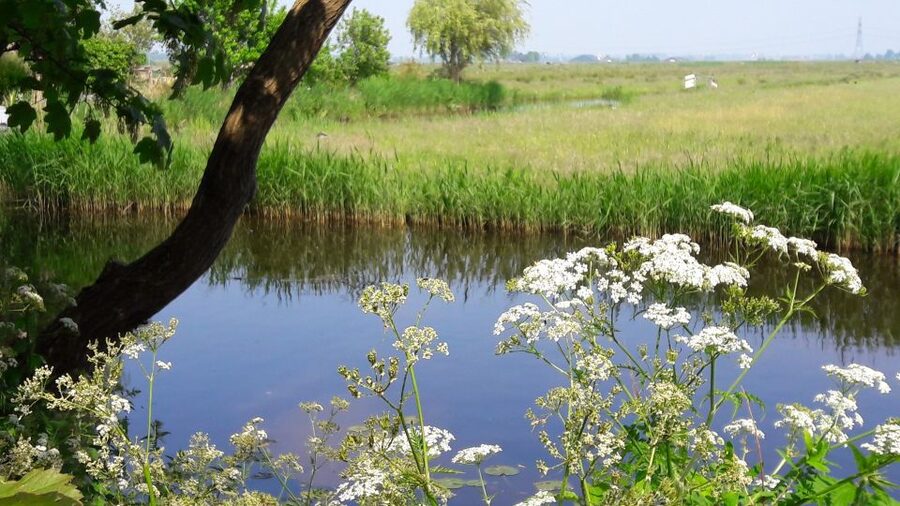 Amsterdam: Dutch Countryside Sunset Canoe Tour - Swimming on warm evenings