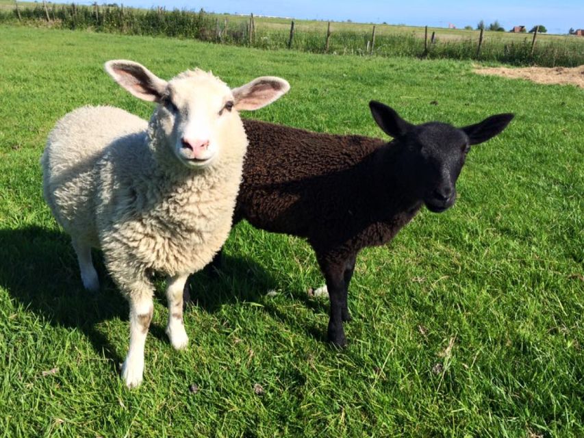 Amsterdam: Full-Day Countryside Tour - Private tour or small group?