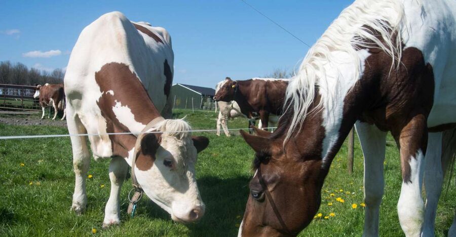 Amsterdam: Full-Day Countryside Tour - Who will enjoy this day most?