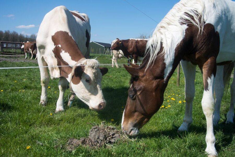 Amsterdam: Full-Day Countryside Tour - Final decision: book it for breadth and local context
