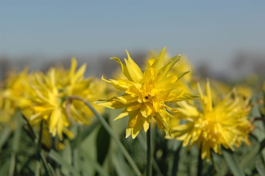 Amsterdam: Half-Day Flower Fields and Keukenhof Bicycle Tour - Why this tour gives you two views of Dutch flowers