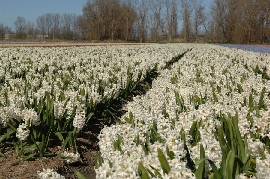 Amsterdam: Half-Day Flower Fields and Keukenhof Bicycle Tour - The 30-minute train ride to Hillegom