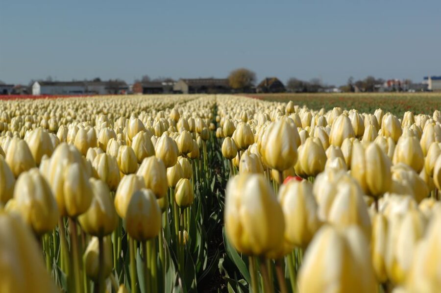 Amsterdam: Half-Day Flower Fields and Keukenhof Bicycle Tour - How the small group affects the day