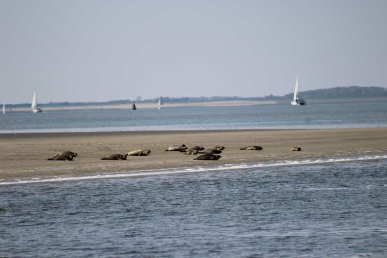 Amsterdam: Half-Day Seal Safari at Waddensea UNESCO Site - Key points to know before booking