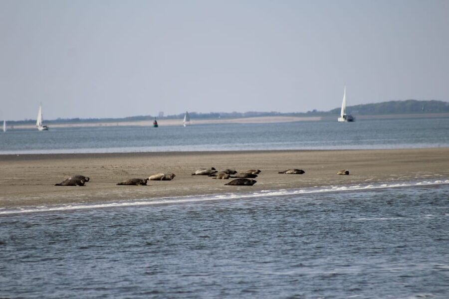 Amsterdam: Half-Day Seal Safari at Waddensea UNESCO Site - FAQ