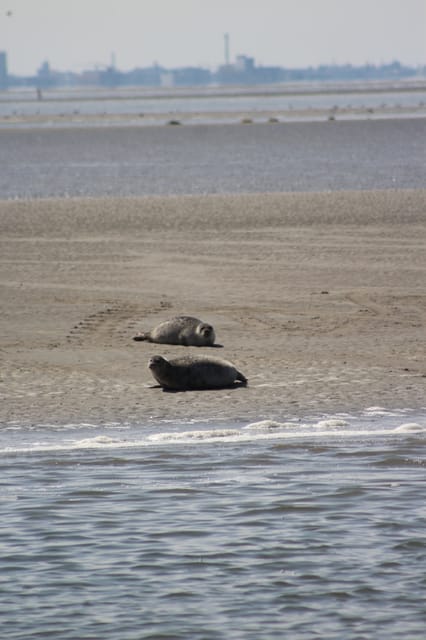 Amsterdam: Half-Day Seal Safari at Waddensea UNESCO Site - What you can see from the boat