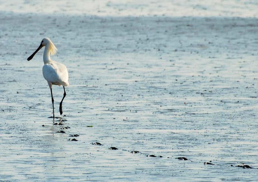 Amsterdam: Half-Day Seal Safari at Waddensea UNESCO Site - Medemblik, a worthwhile second stop