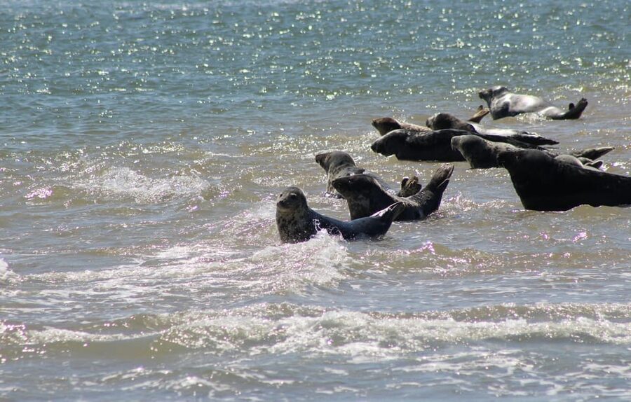 Amsterdam: Half-Day Seal Safari at Waddensea UNESCO Site - What the $199 price covers