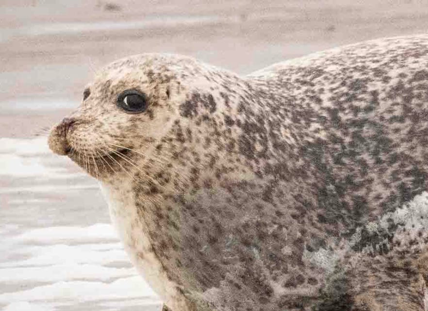 Amsterdam: Half-Day Seal Safari at Waddensea UNESCO Site - Who will enjoy this day most