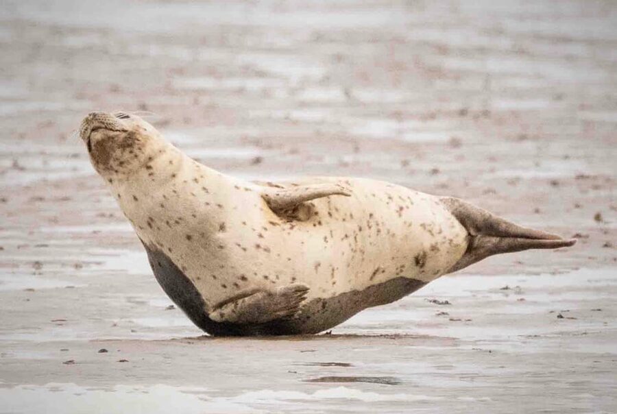 Amsterdam: Half-Day Seal Safari at Waddensea UNESCO Site - Practical details that affect your day