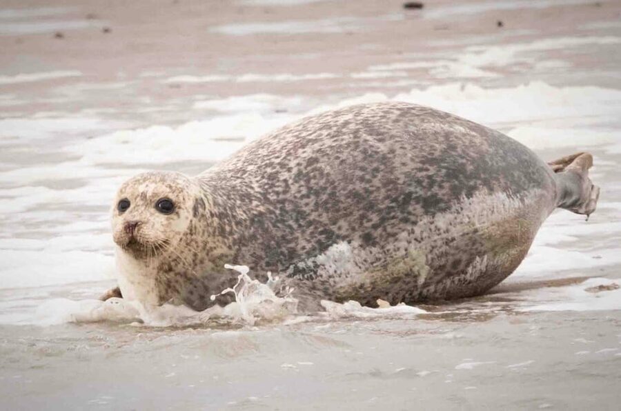 Amsterdam: Half-Day Seal Safari at Waddensea UNESCO Site - My verdict on the Wadden Sea seal safari