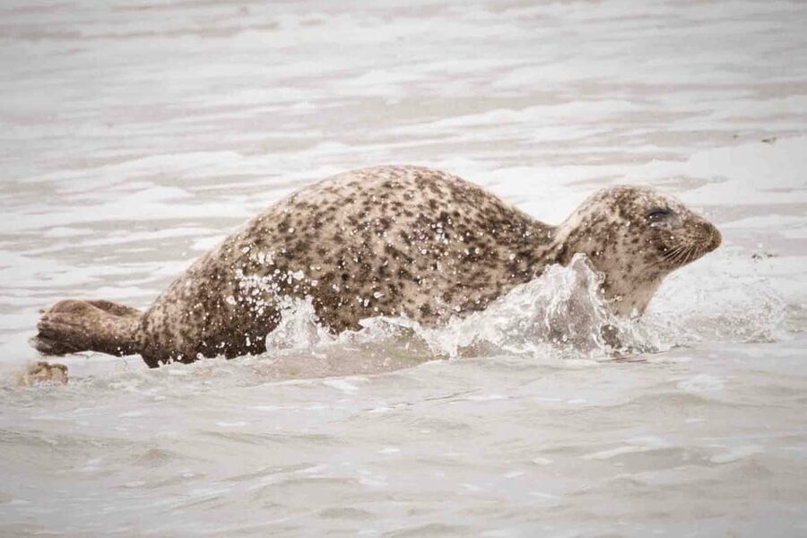 Amsterdam: Half-Day Seal Safari at Waddensea UNESCO Site - Boarding the boat at the Wadden Sea