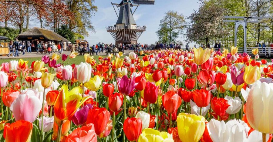 Amsterdam: Keukenhof and Zaanse Schans Live Guided Day Tour - What the $71 price really buys you
