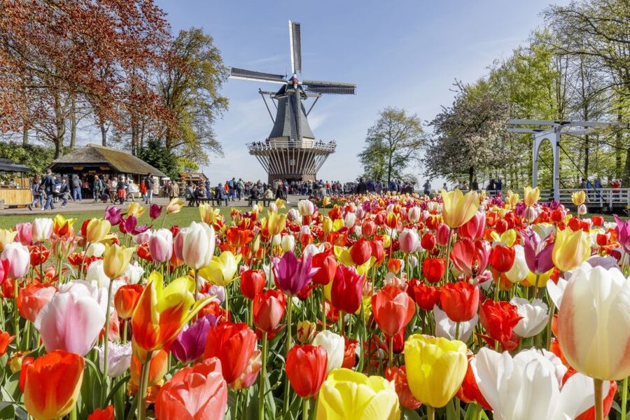 Amsterdam: Keukenhof and Zaanse Schans Live Guided Day Tour - Who will enjoy this tour most