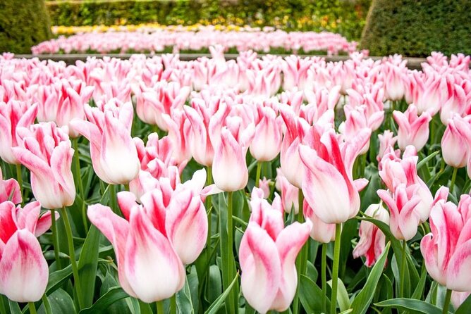 Amsterdam: Keukenhof Entry & Shuttle Bus with Flexible Return - Food, cafés, and the practical side of a long visit