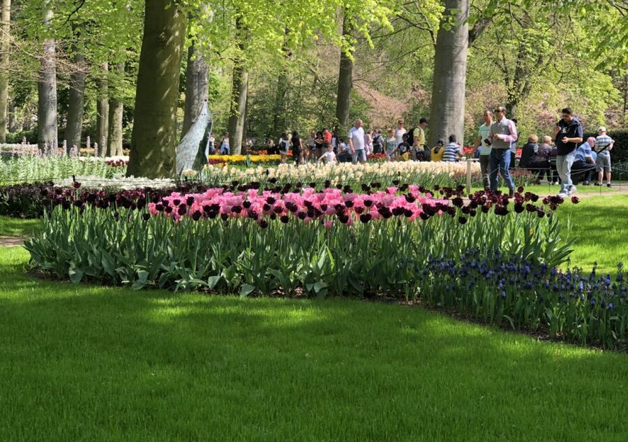 Amsterdam: Keukenhof Tulip Garden and Giethoorn Experience - A one-hour boat ride through Giethoorn