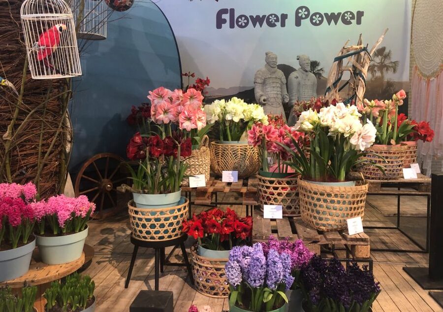 Amsterdam: Keukenhof Tulip Garden and Giethoorn Experience - Why the included transport matters