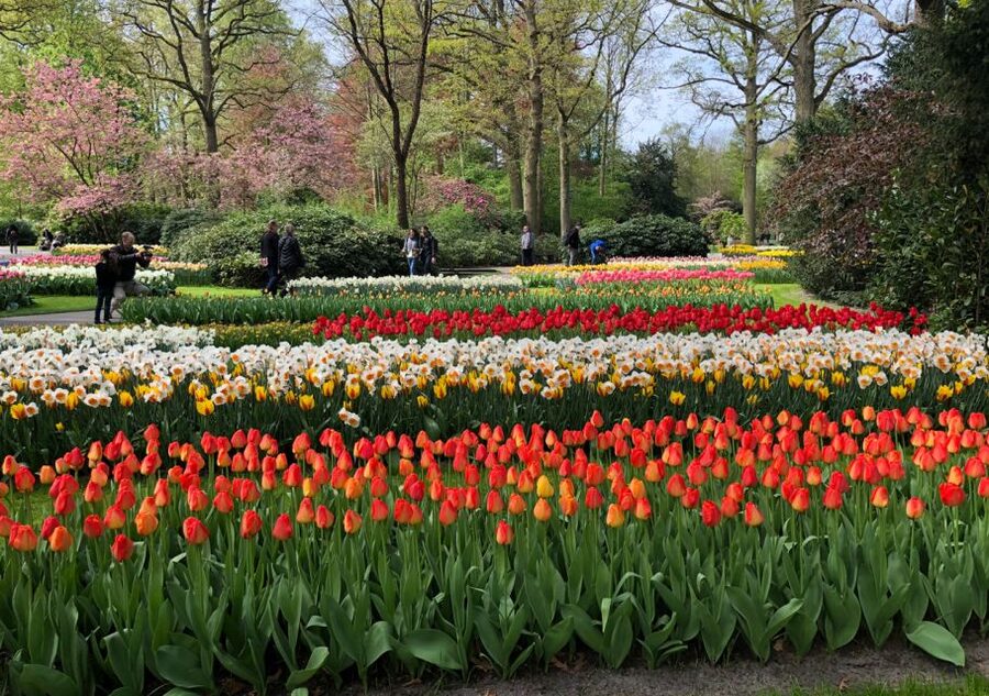 Amsterdam: Keukenhof Tulip Garden and Giethoorn Experience - The guide can shape the whole day