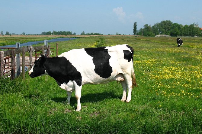 Amsterdam Landscape Windmill Private Bike Tour - Fresh milk and a real dairy farm