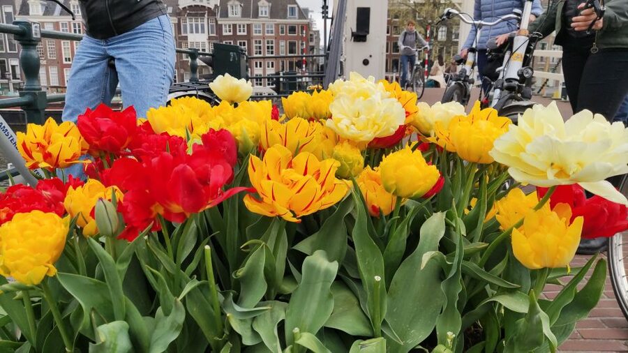 Amsterdam: Off the Beaten Path Bike Tour in French - Magere Brug and Amstelveld: classic sights without losing the local feel