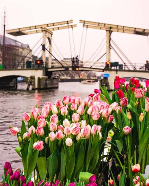 Amsterdam: Premium Tulip Boat Canal Tour - The Golden Bend and Amsterdam’s grandest canal fronts