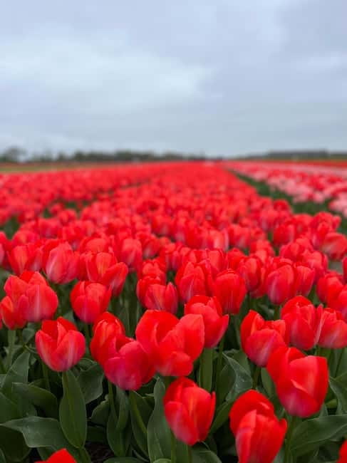 Amsterdam: Private Keukenhof and Free Tulip Tour - The Lisse tulip fields are the best extra