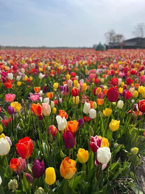 Amsterdam: Private Keukenhof and Free Tulip Tour - Guides who make the flexible format work