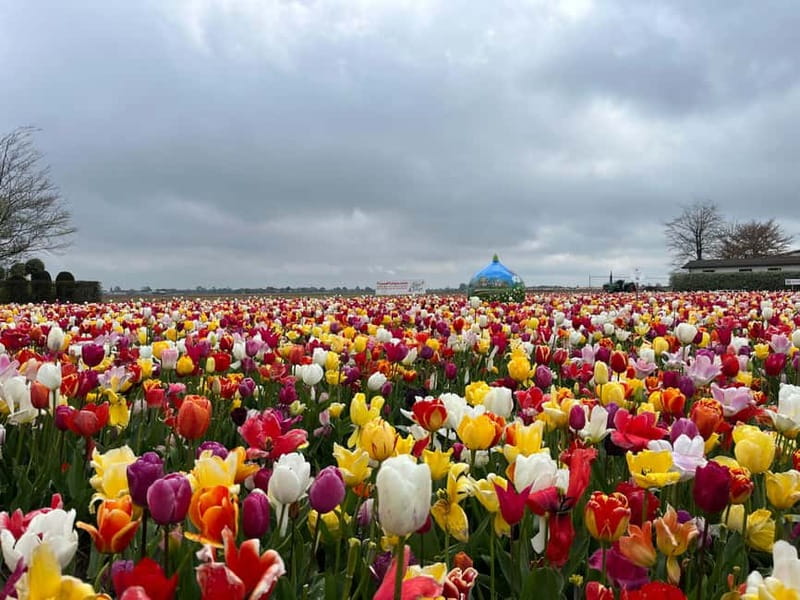 Amsterdam: Private Keukenhof and Free Tulip Tour - A practical reading of the itinerary