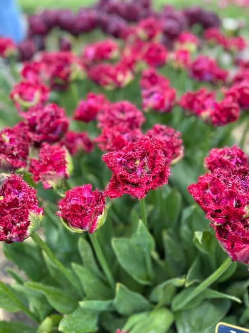 Amsterdam: Private Keukenhof and Free Tulip Tour - Should you book it?